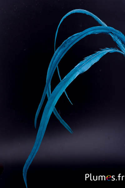 Coq fouet - 50-60 cm - pétrole